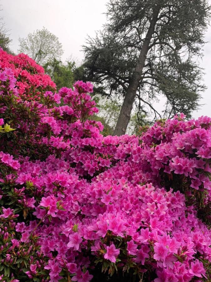 Giardini Magnolia Apartment Belgirate Bagian luar foto